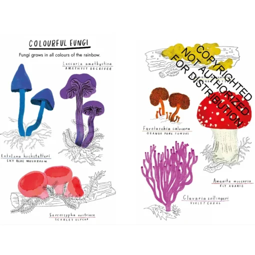 Hello Fungi: A Little Guide to Nature | Hardcover
