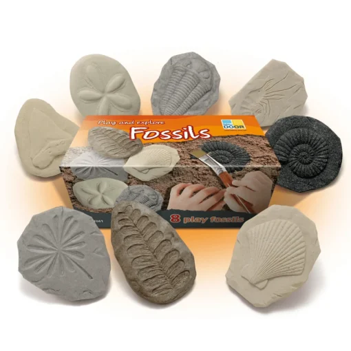 Let's Investigate Sensory Stones (Fossils)