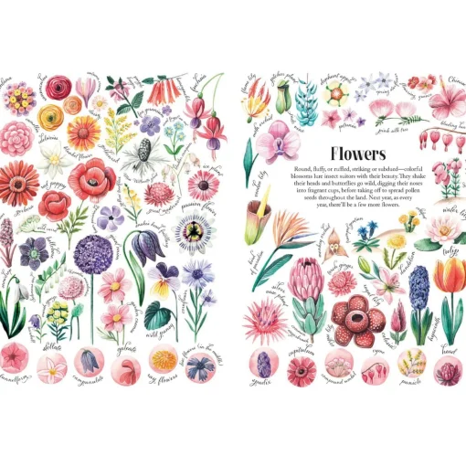 Shapes and Patterns in Nature | Hardcover